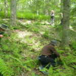 van vibhag bharti online