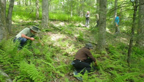 van vibhag bharti online